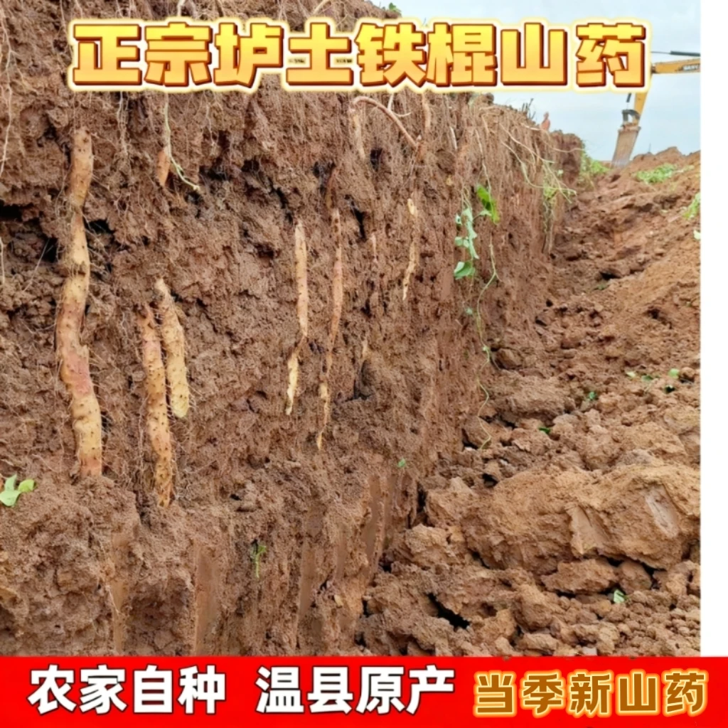 河南温县垆土铁棍山药新鲜现挖怀山药河南焦作正宗营养养生南瓜