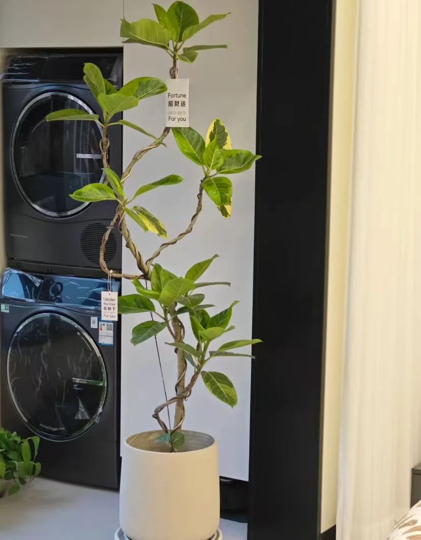 【一物一拍】橡皮树黄金荣土培室内绿植四季阳台室内好看植物