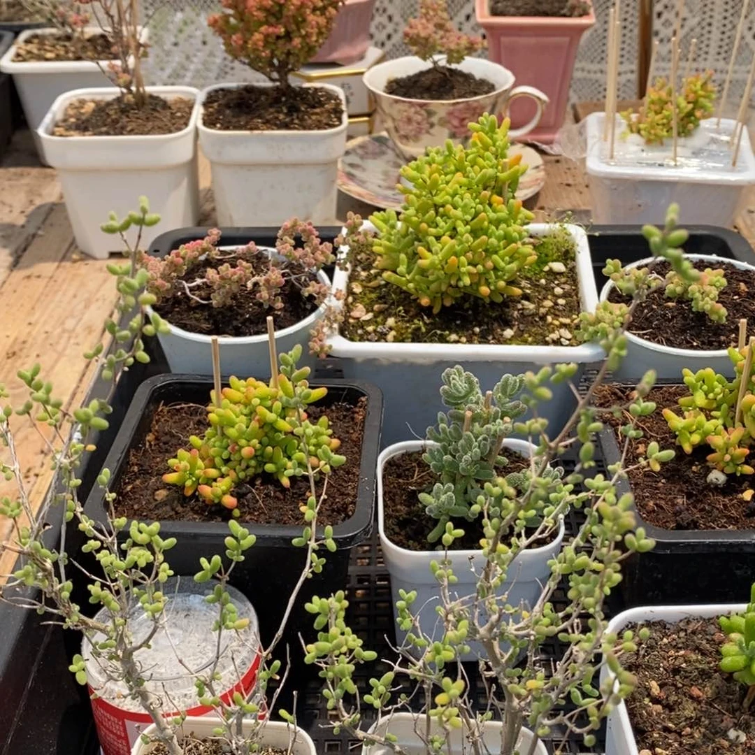 枝干番杏多肉植物494