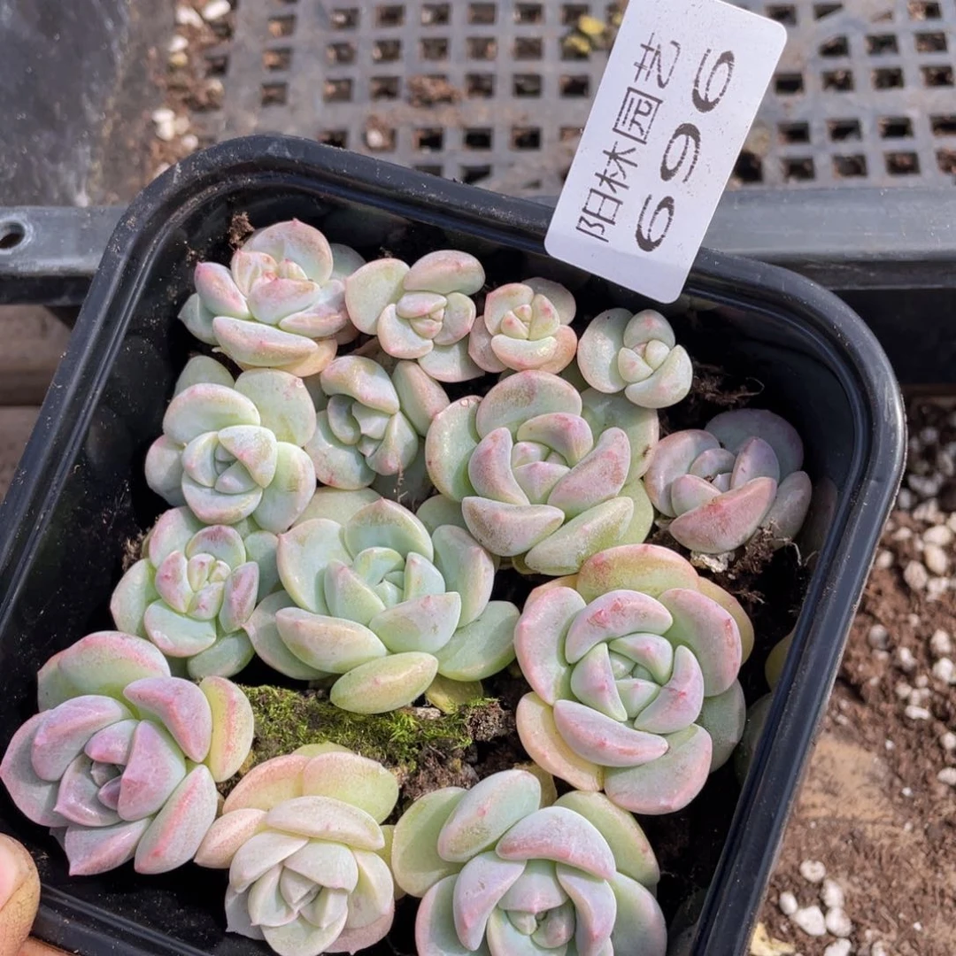 多肉植物多肉植物696