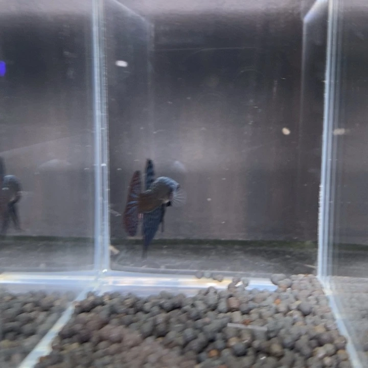 斗鱼泰国斗鱼478号