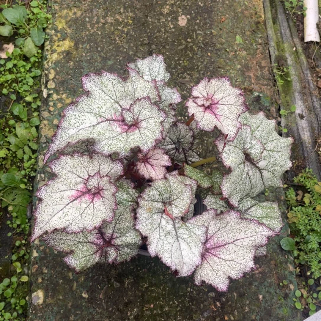 无花朵q46 （泰国杂菜捡漏无售后）