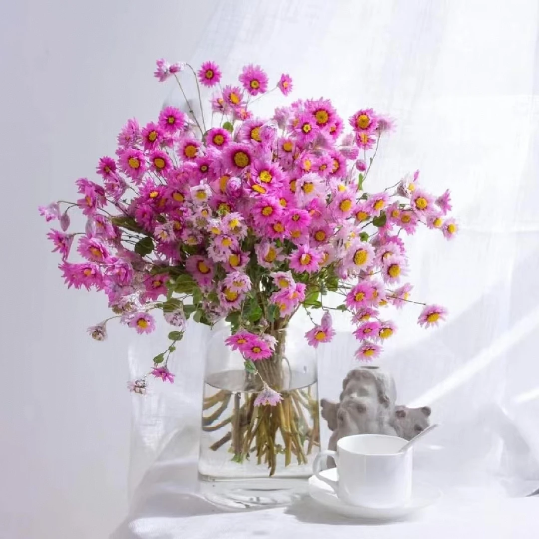 鲁丹鸟粉色  像羽毛般轻盈的小花 可以倒挂做干花