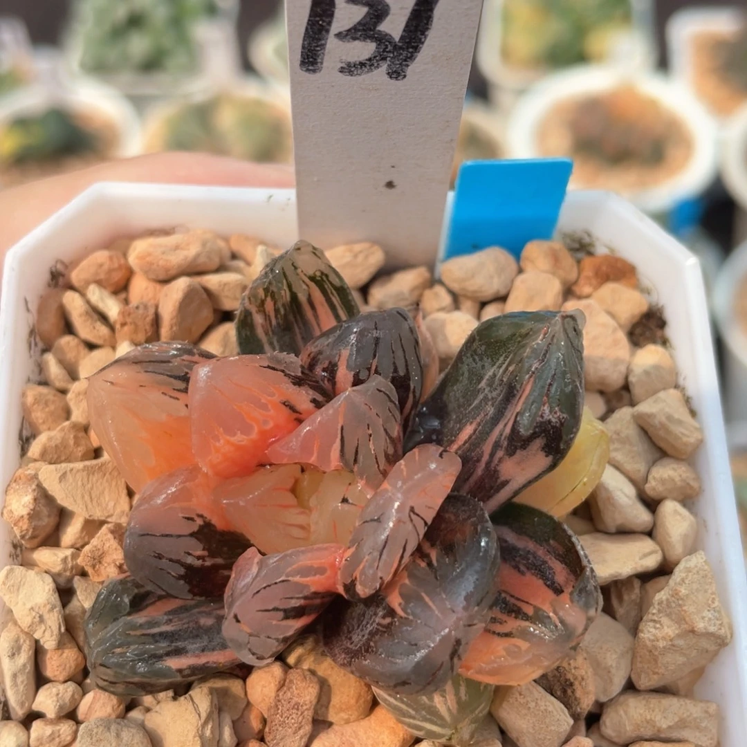 37黑水晶锦。