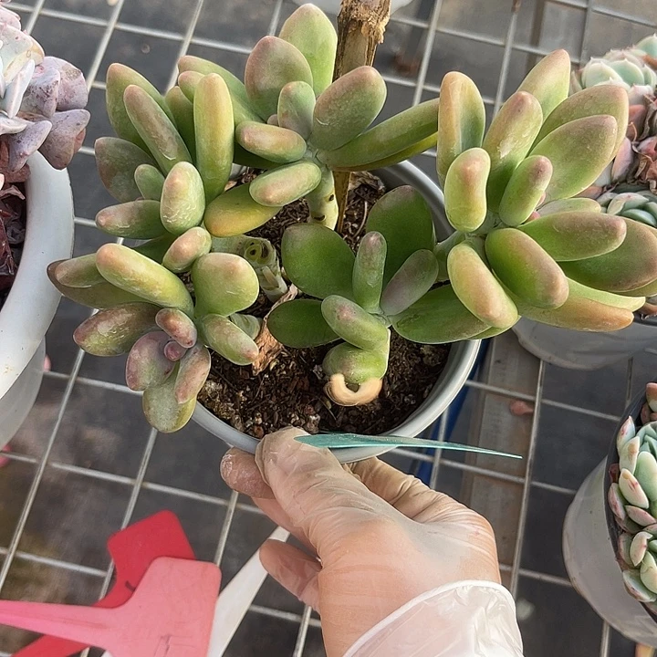 两单包邮，一物一拍507芒果奶