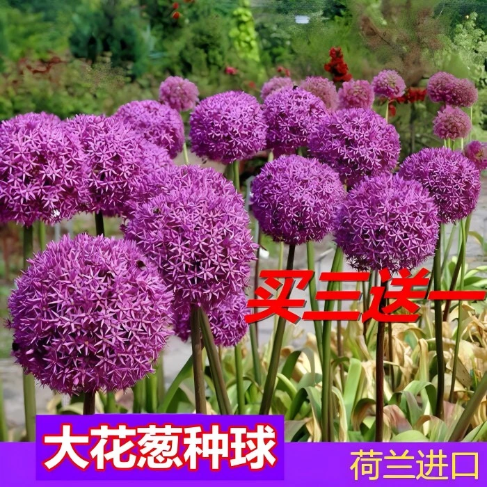 荷兰进口大花葱种球耐寒花卉盆栽植物庭院地栽大葱花球根四季易活