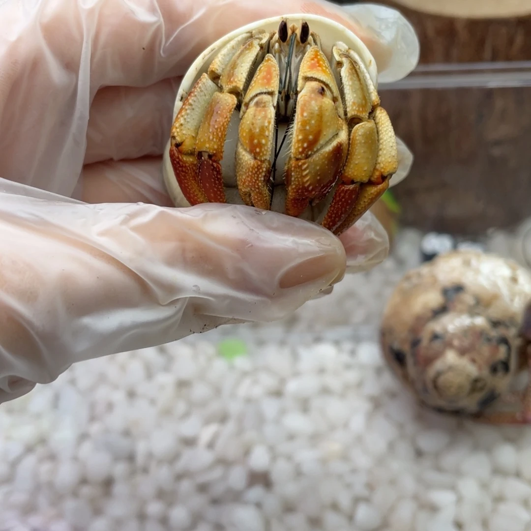 2.8萌萌的小腮红通体3
