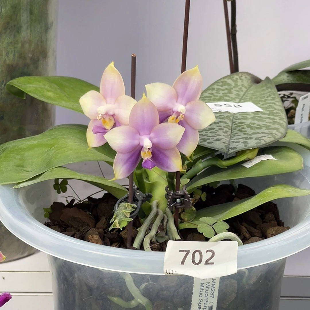 大量花朵（建议范围：8朵-15朵 或40%以上）编号702紫龙交龙顿