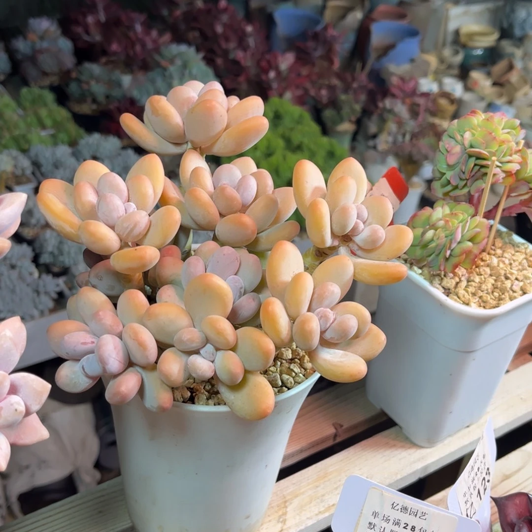 蛋黄奶suoziyunvnv