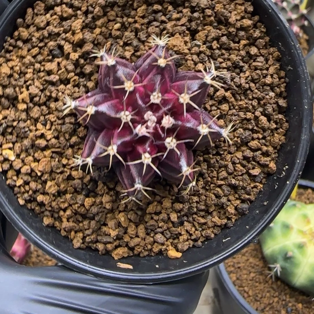 337号红酒带盆土发货