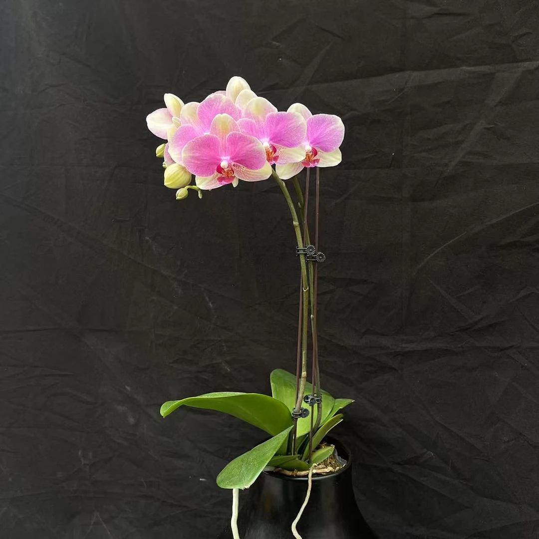 蝴蝶兰兰花（多彩蜜桃）3.5寸开花株