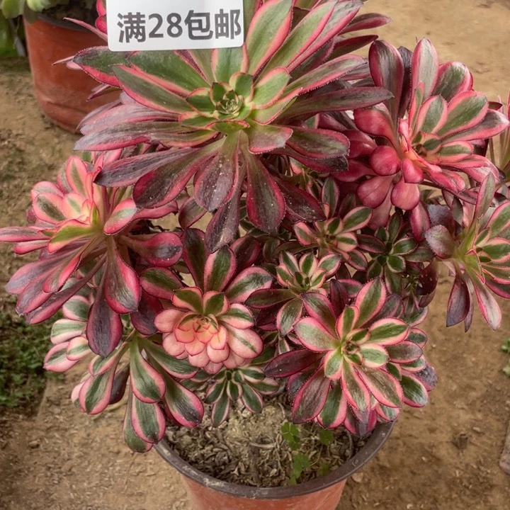 丹**阳1064一号棚香奈尔母本B