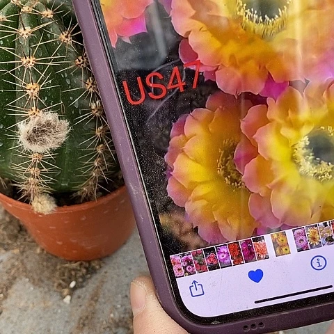 47仙人球，257890267