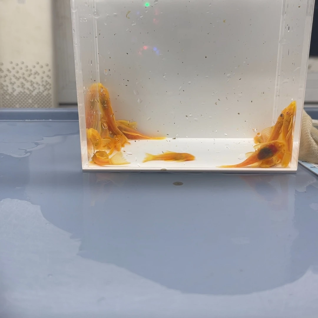 孔雀鱼大胡子15条开箱视频报损