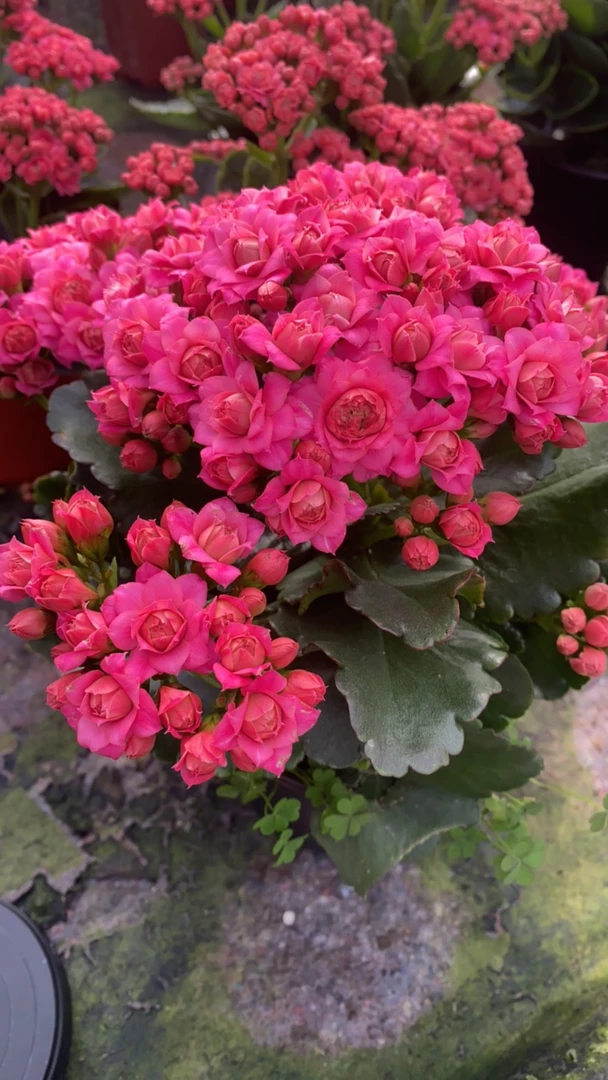 [粉恋]独杆发货，长寿花