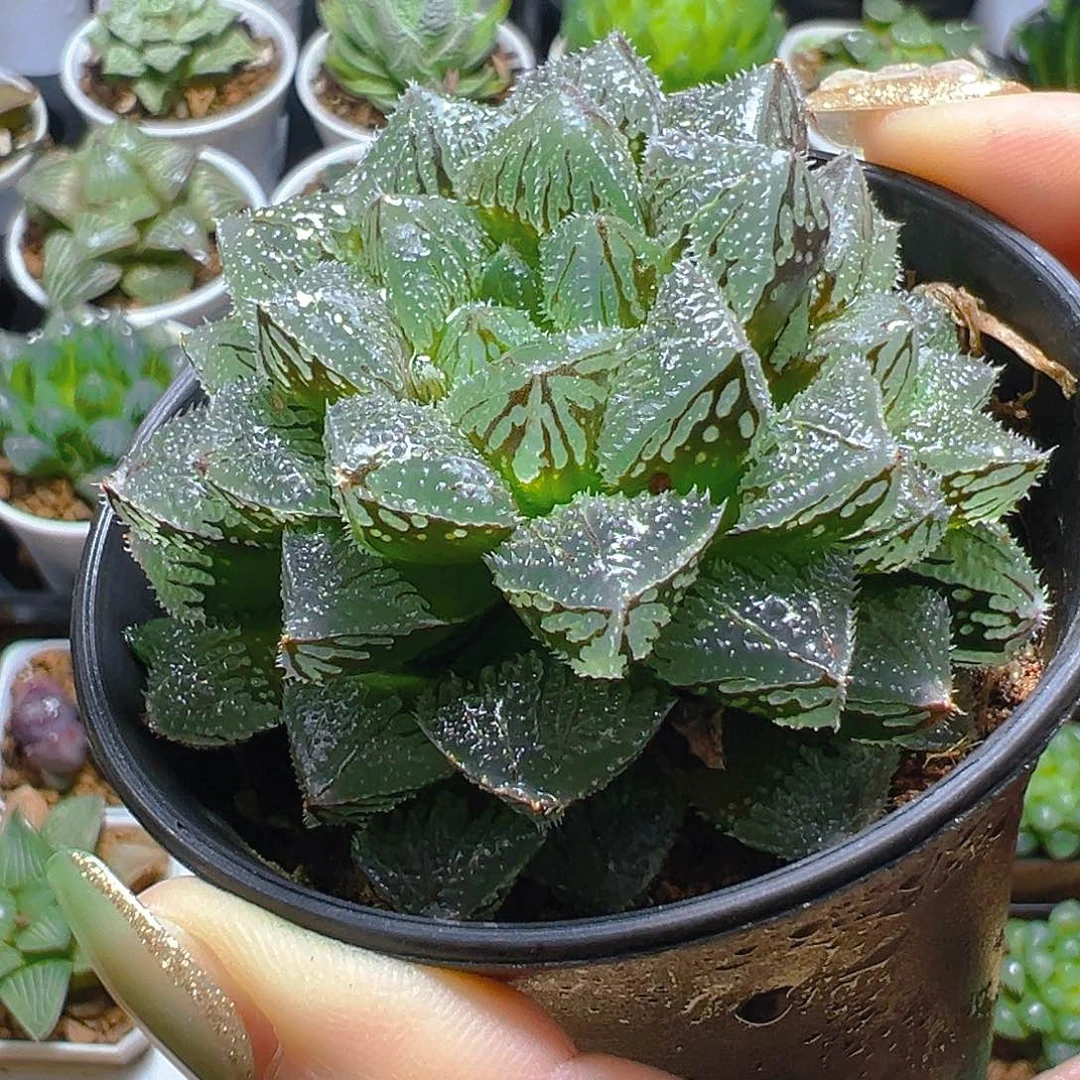 魔刺寿多肉多肉多肉一颗