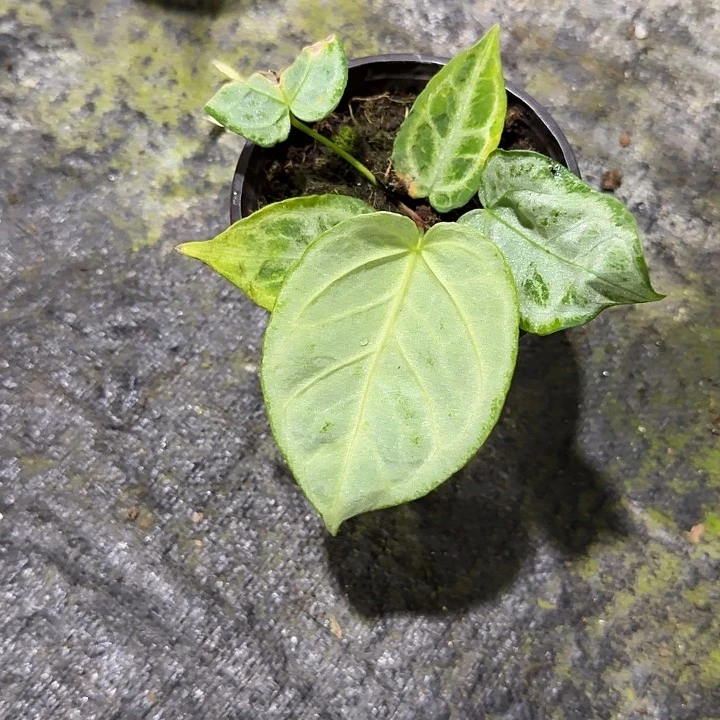 g***f无花朵河北面纱花烛