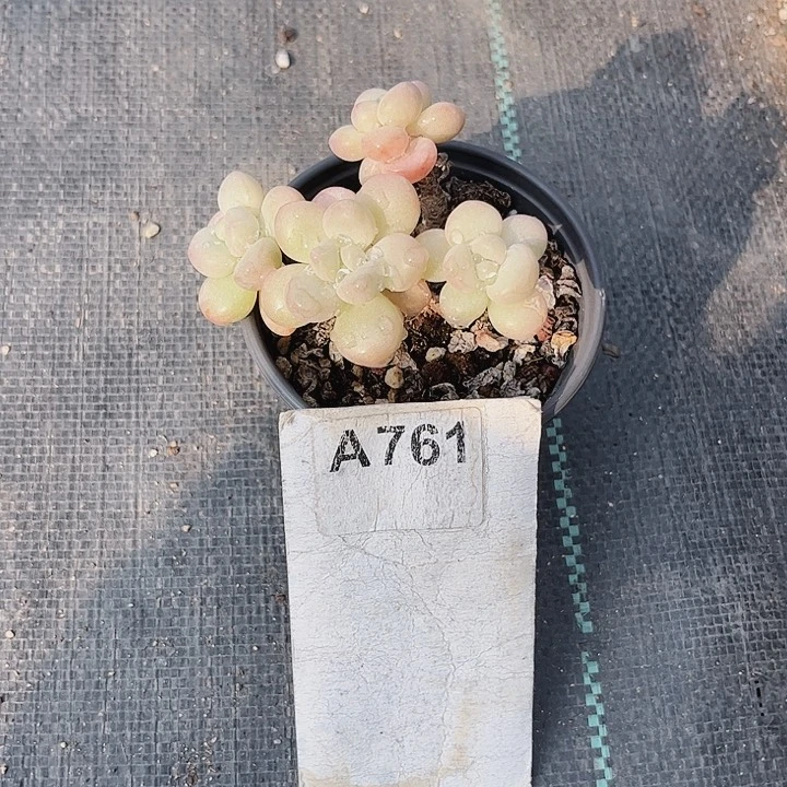 嫣****2761名密密麻麻吗你们