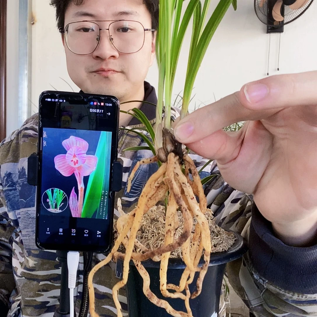 当前无花朵，栽培后可花朵药草引种苗，顺丰包邮