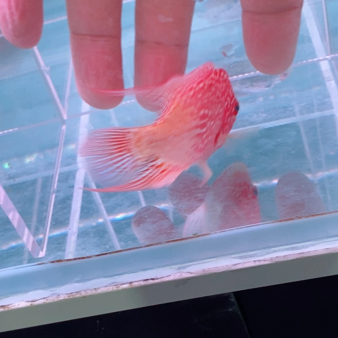 海水福*寿罗汉鱼11