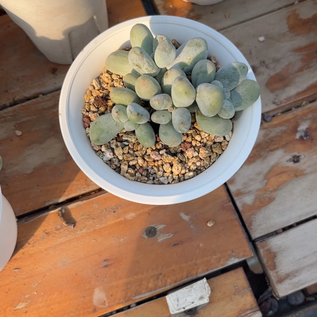 网***民多肉植物1111111111