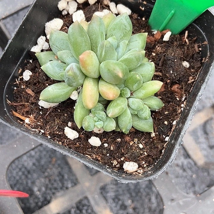 梅***旧多肉植物三色美人790多肉