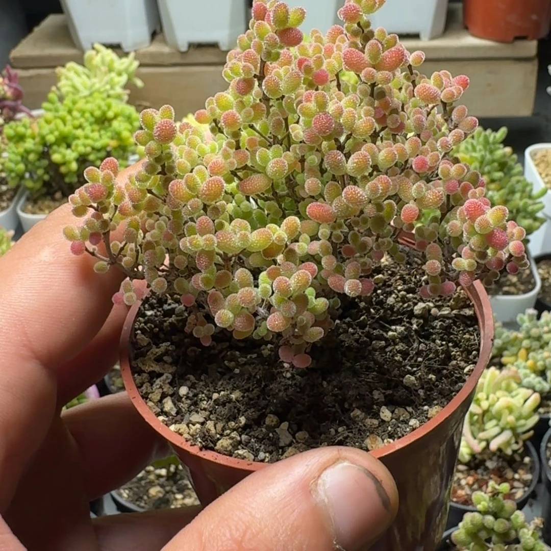 蜜橘 多肉植物枝干番杏