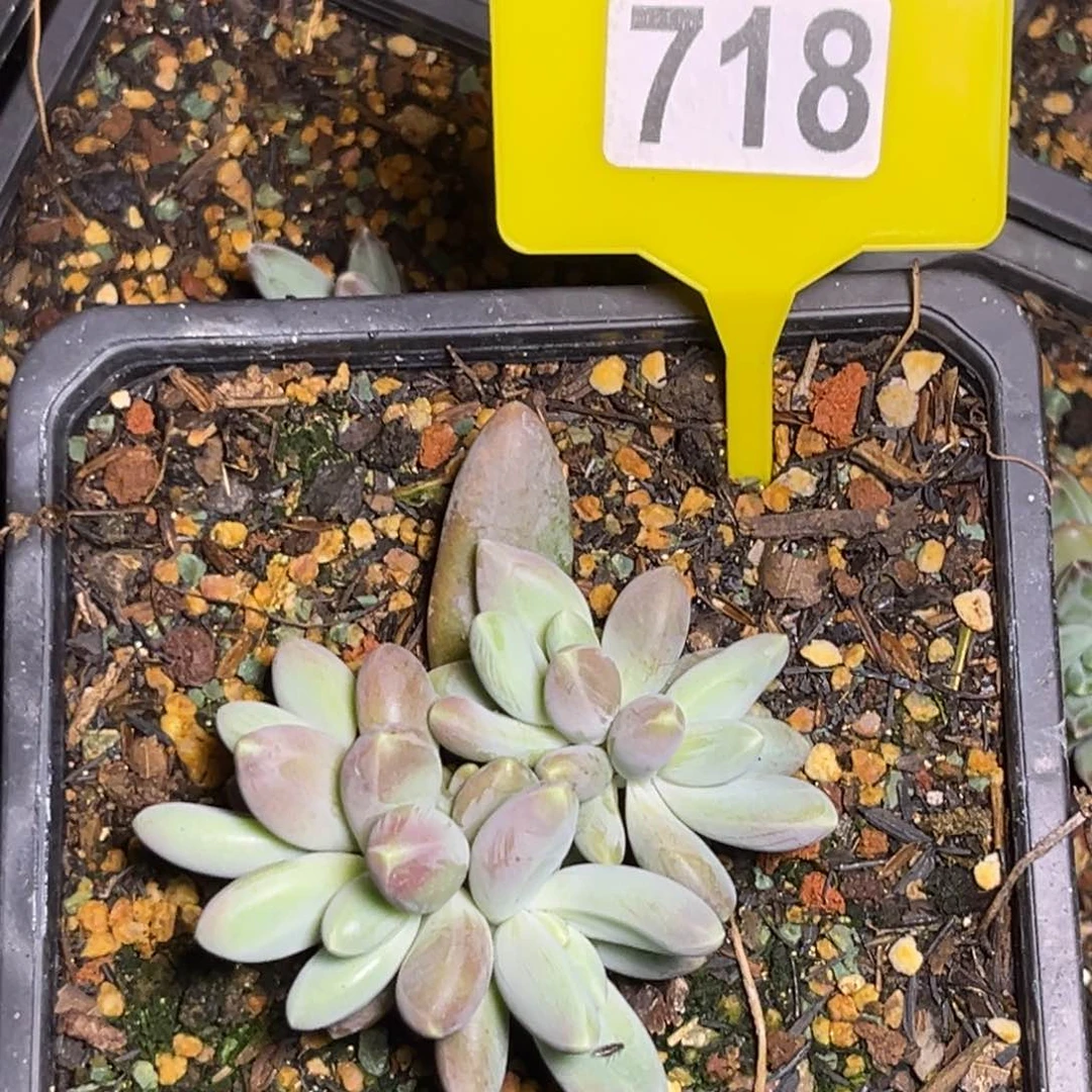 多肉植物欧若拉718