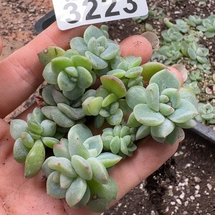 ℡***丶无花朵多肉植物多肉植物