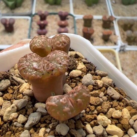 蓝*@有伤特价泡泡勋章一颗164。