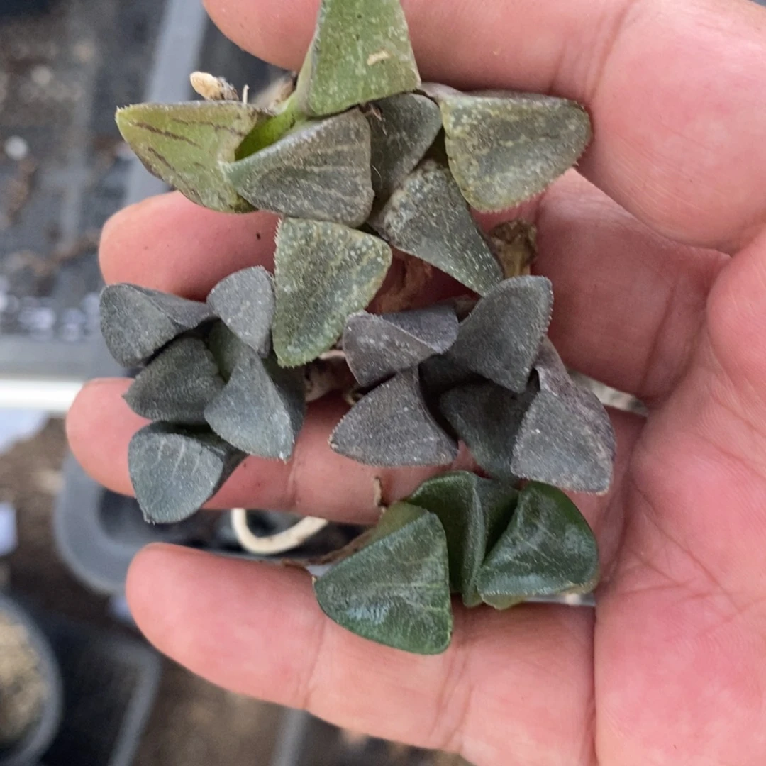 743 一颗实生克苗 秋天的第一杯奶茶福利