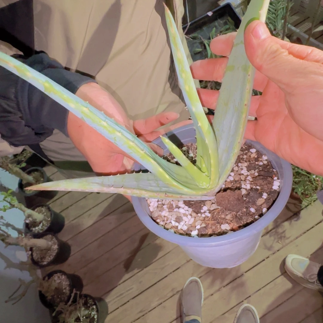 黄***鸭块根植物块根植物