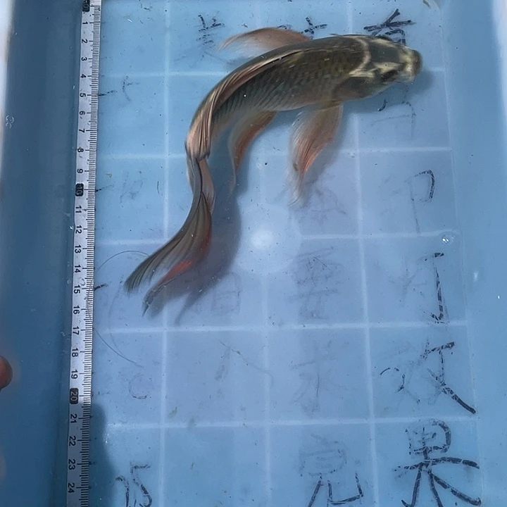 蝴蝶鲤鱼渔场直发111