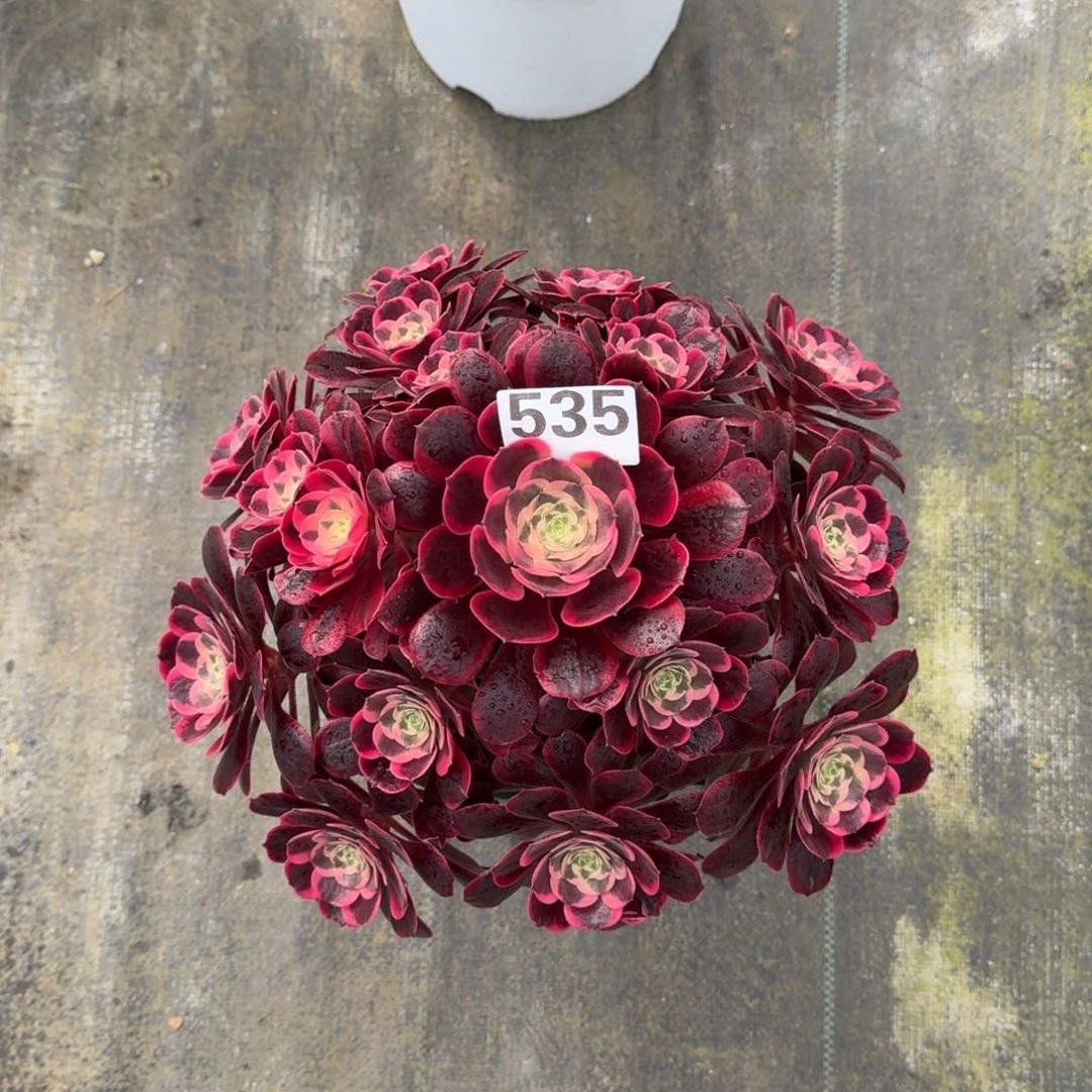 535！凤冠法师多肉植物