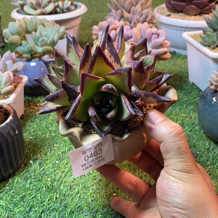 0463啊啊啊啊啊啊啊啊啊
