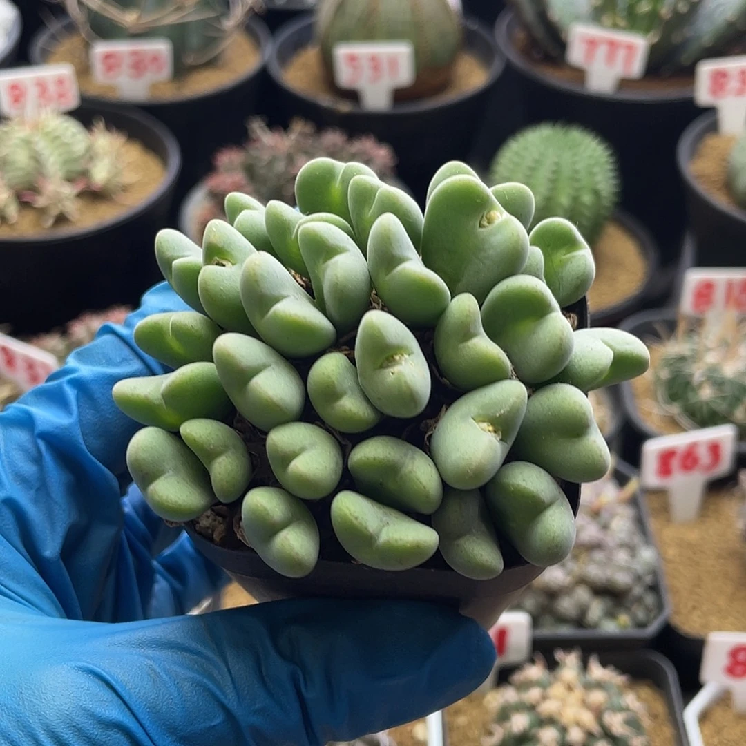 多头爱心橙花毛少将