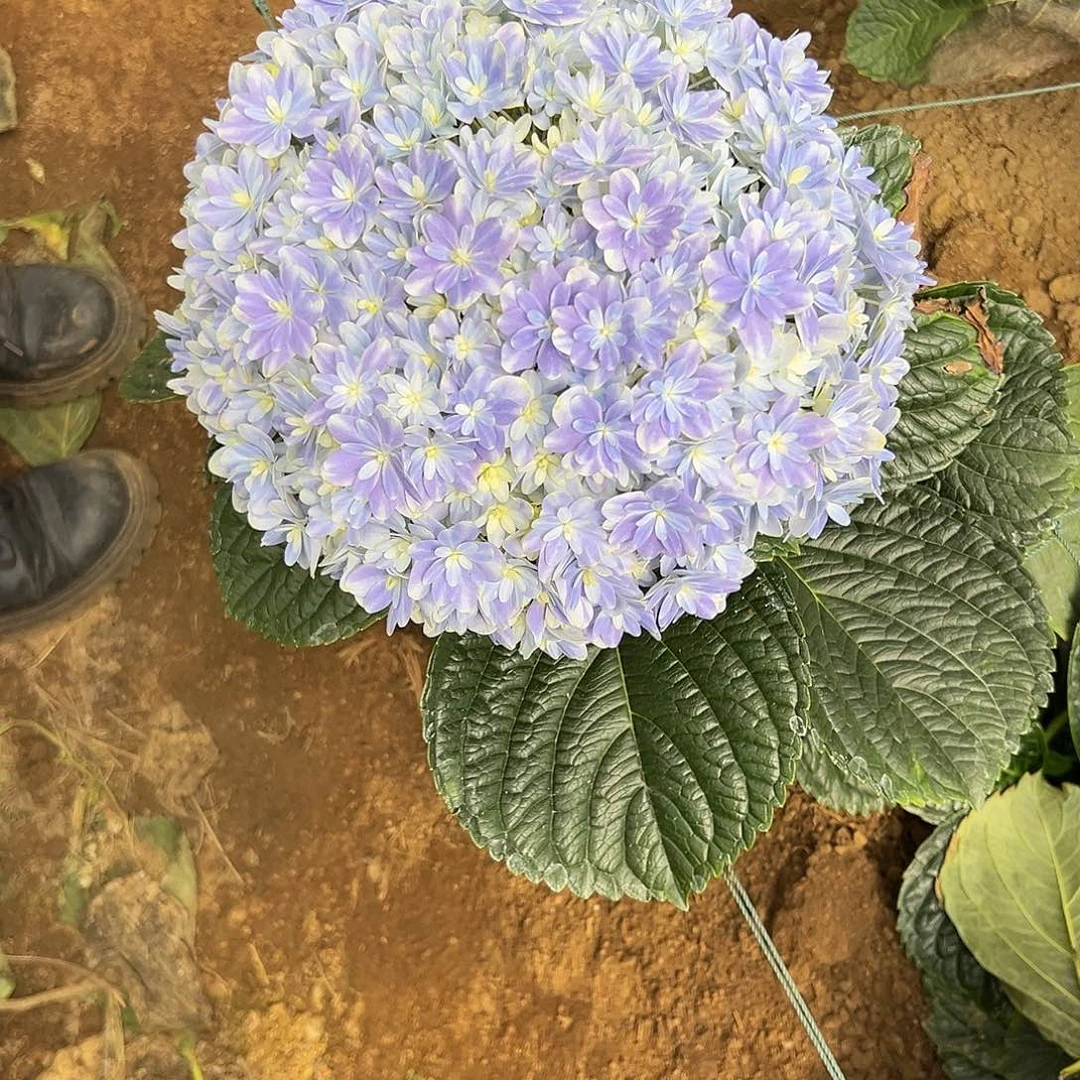 完全开放A13 绣球花两单包邮