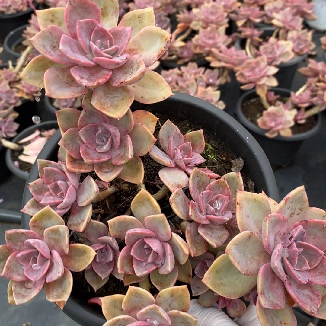 4640中国初恋一物一拍