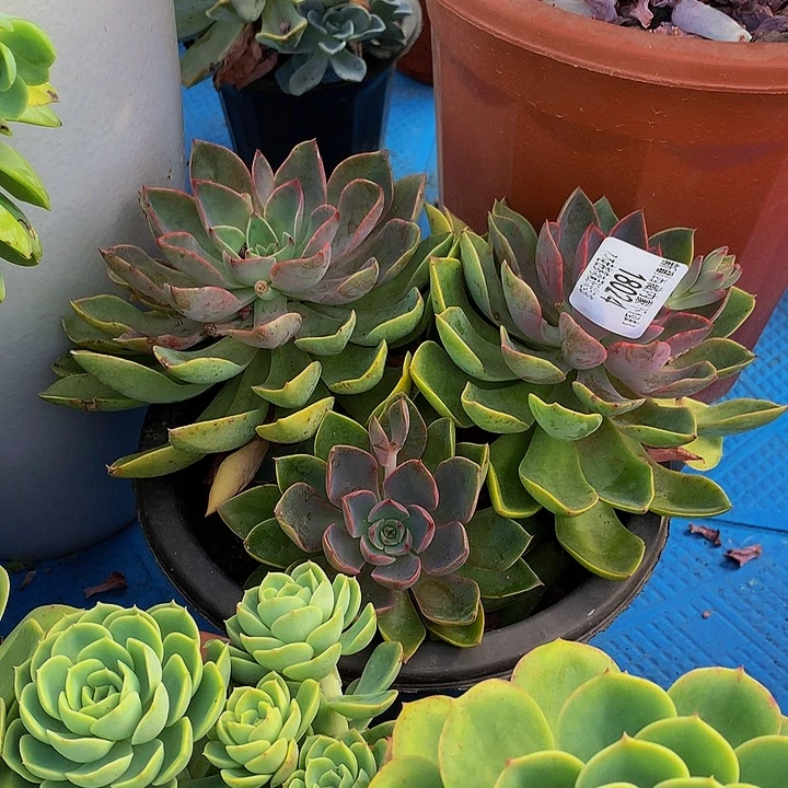 清***香   紫气东来多肉18024