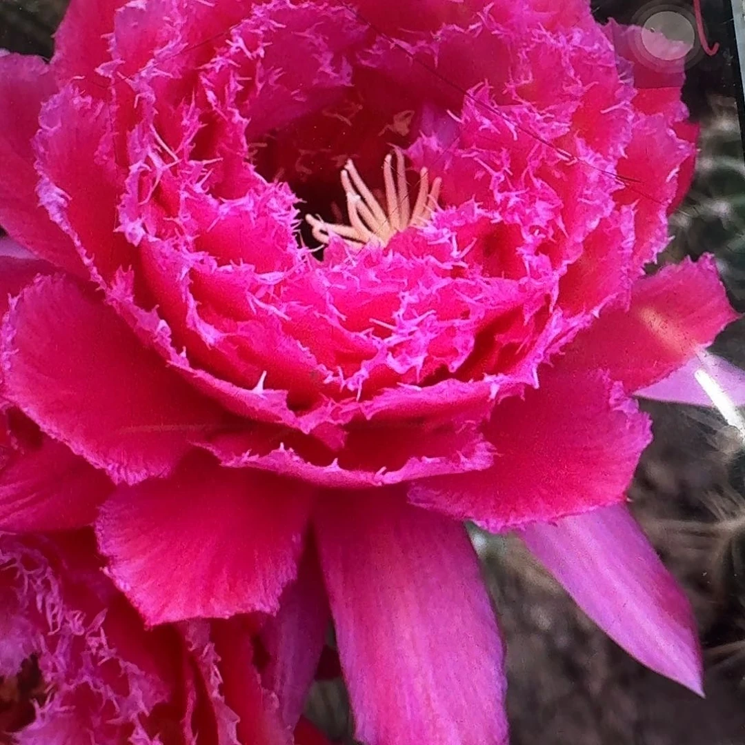 708侧芽5公分毛花柱