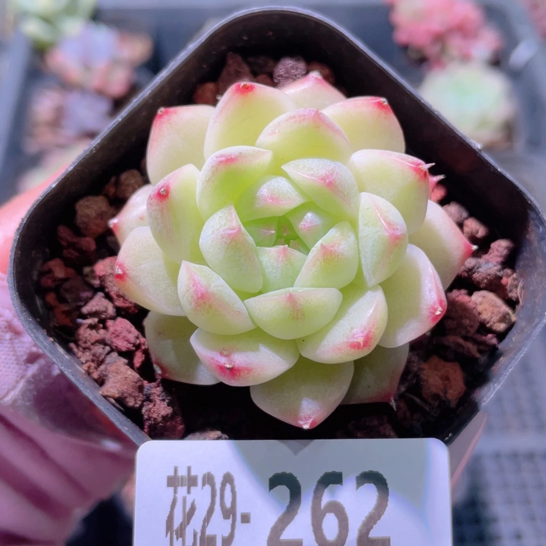 花利美29-262麦秆