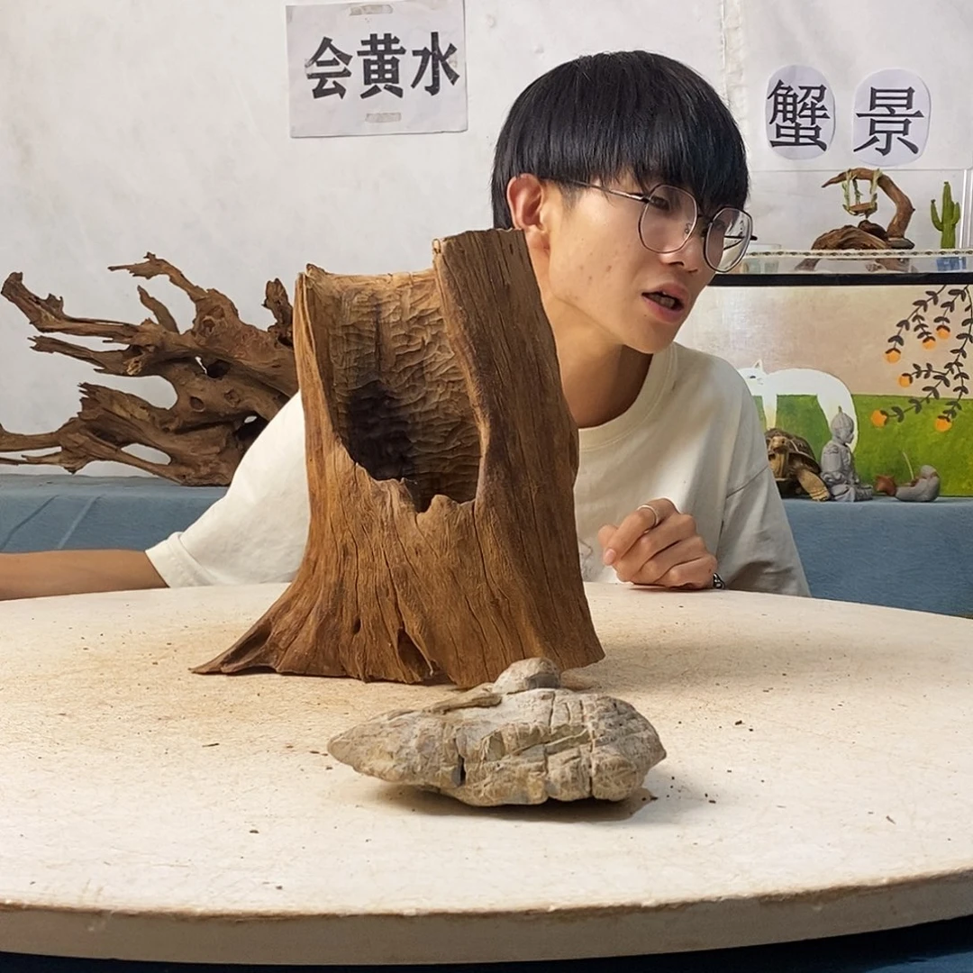 沉木造景寄居蟹造景