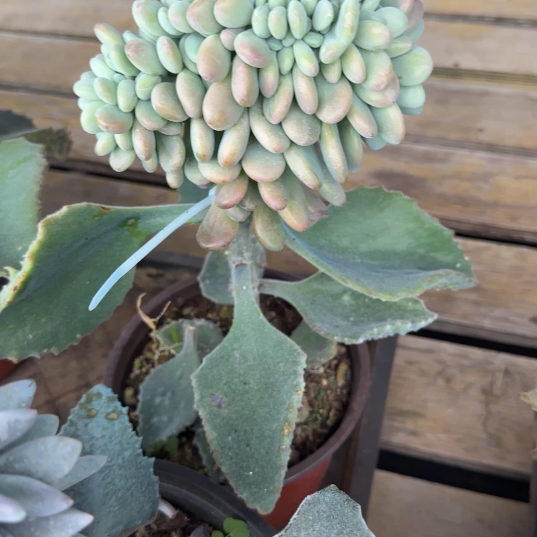 多肉植物一物一拍