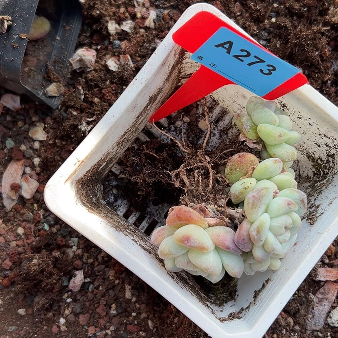 d***超多肉植物一物一拍