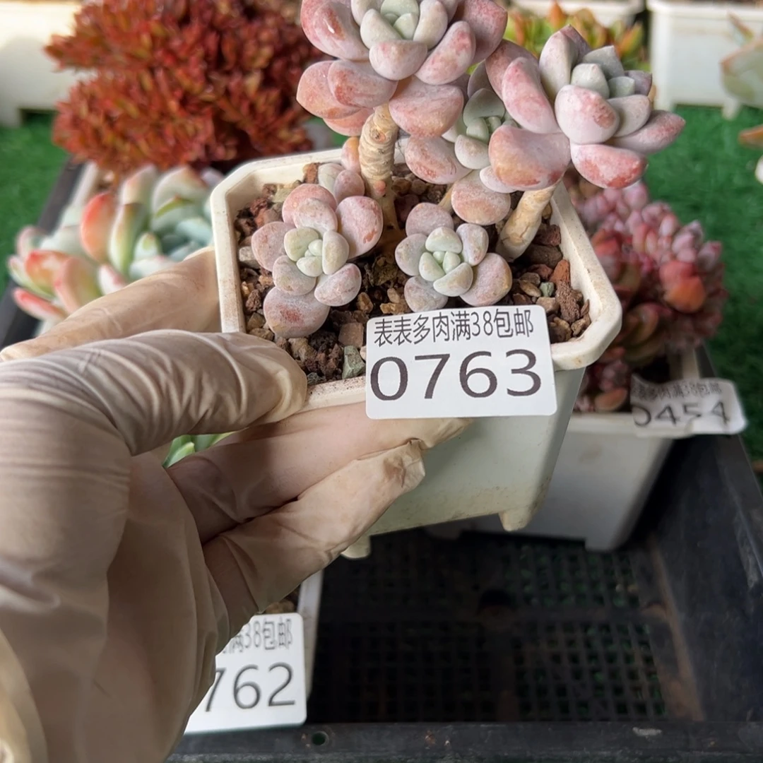 无花朵多肉一物一拍植物0763