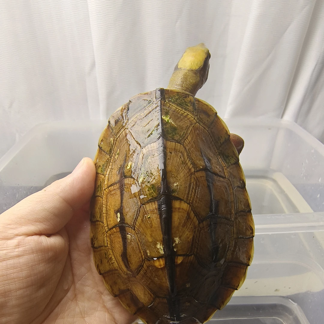 纯种土炮海南稀有观赏小乌龟适合混养的黄耳吃粪龟冷水宠物龟