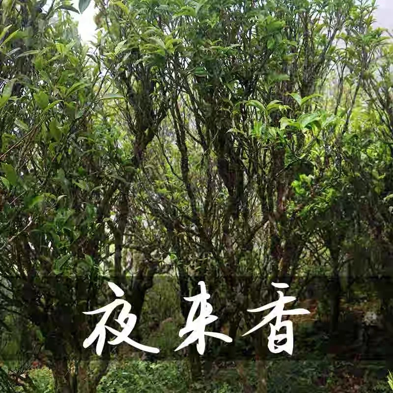 【夜来香】稀缺品种凤凰单枞