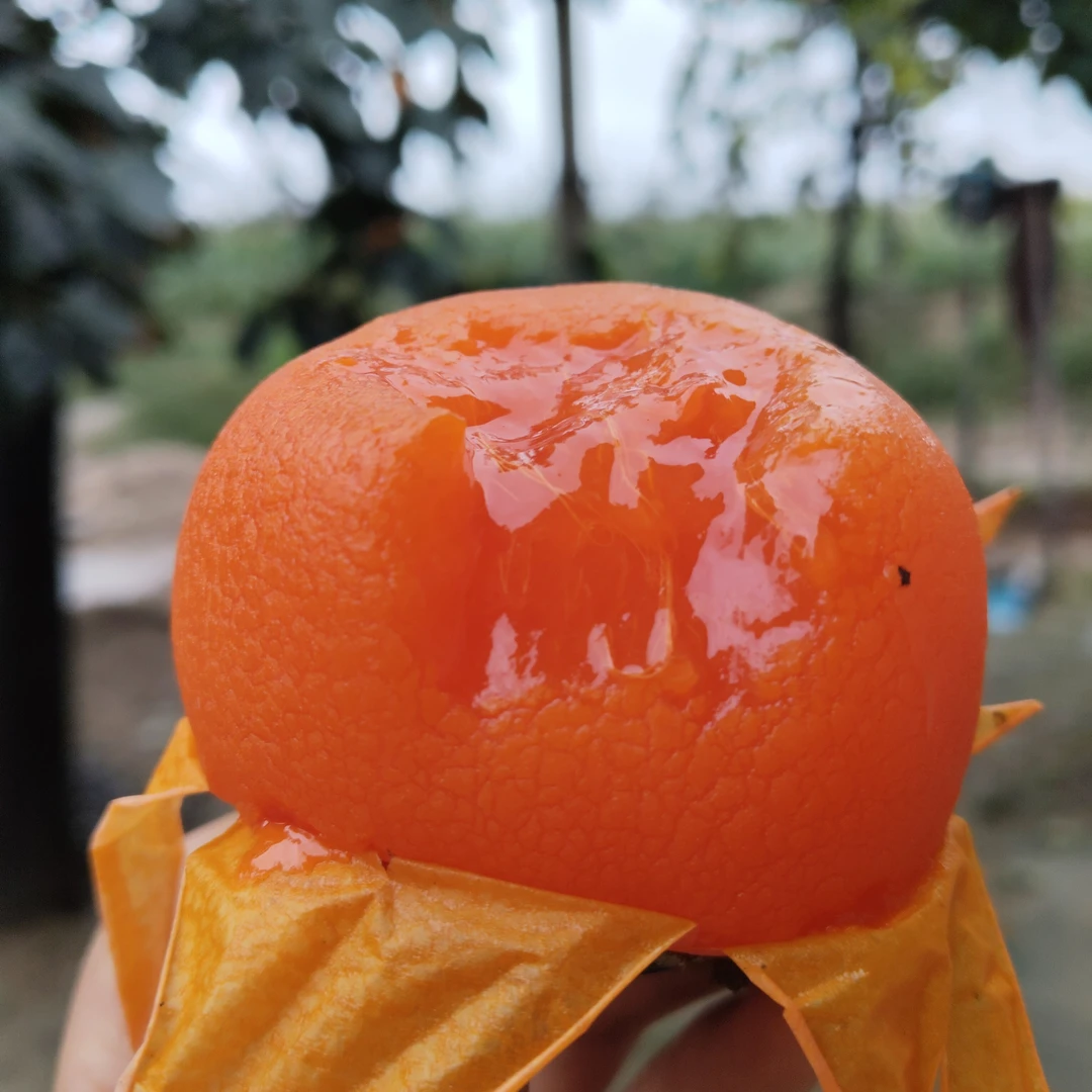 【自家种植富平发货】陕西富平尖柿子2025新鲜采摘现摘现发放软吃