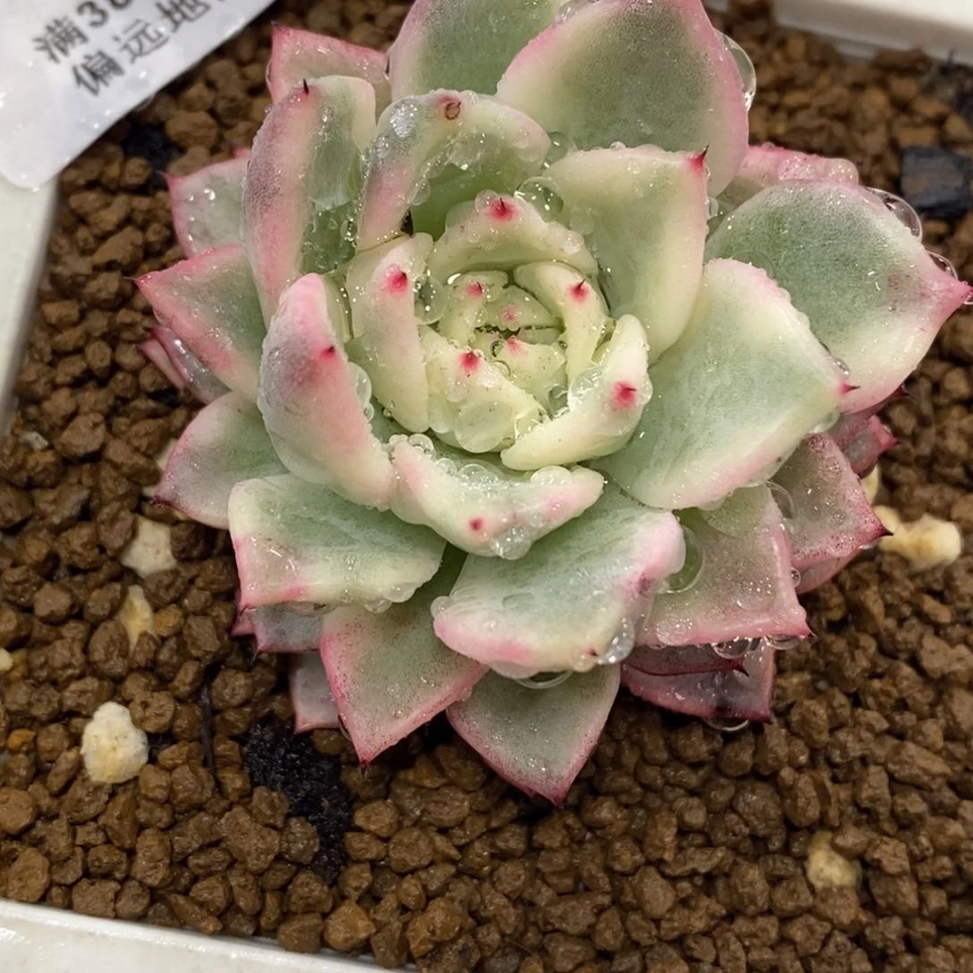 1024绿爪锦 小方花圃一物一拍