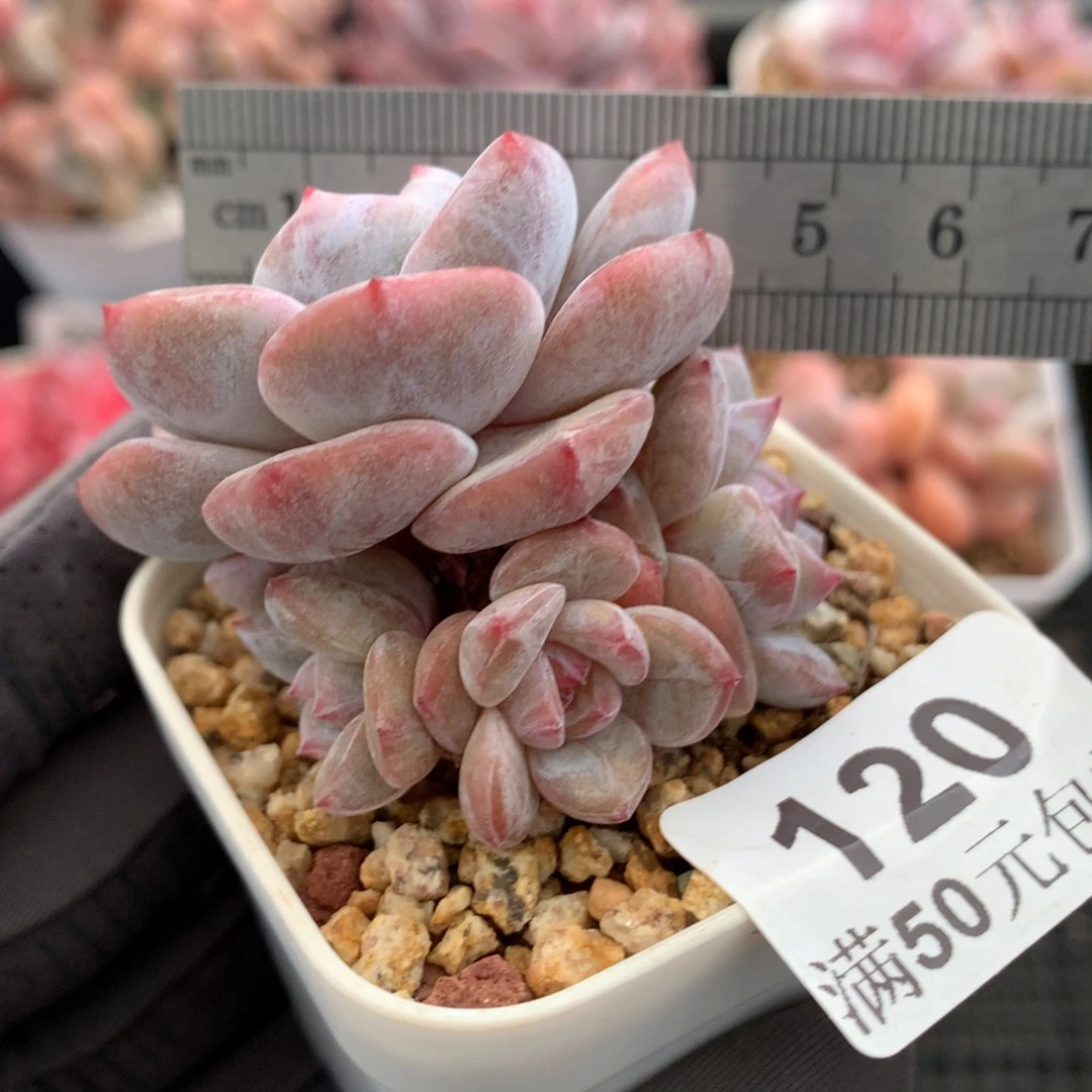 120。石榴籽星影四头群小脸半捧花。